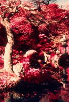 Color Infrared -  Japanese Gardens 3